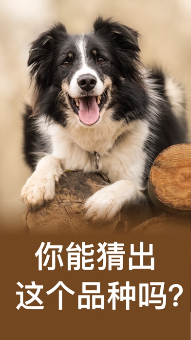 狗 - 宠物游戏 小狗 狗语翻译器 宠物 狗狗翻译器 screenshot