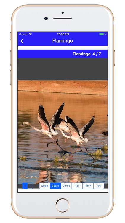 Birds of Jordan H