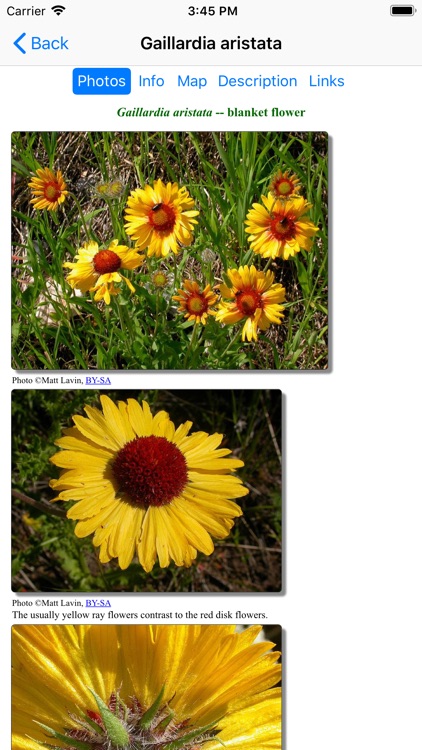 South Dakota Wildflower screenshot-4