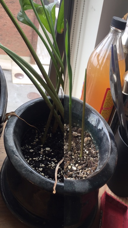 Picture Split: Before | After screenshot-5