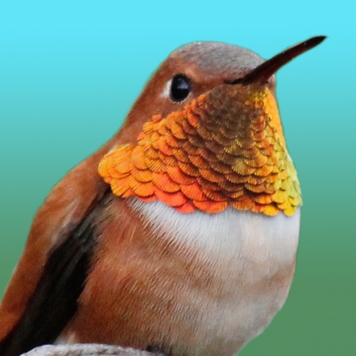 Hummingbirds - Medium (Retina)