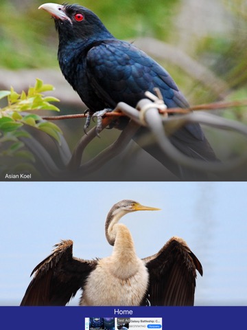 Bird Quiz - Birds of Australiaのおすすめ画像4