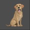 Brave Puppy is a training tool designed to help socialize your pup to different sounds so it doesn’t develop fears or phobias