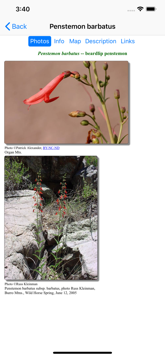 Northern Mexico Wildflowers
