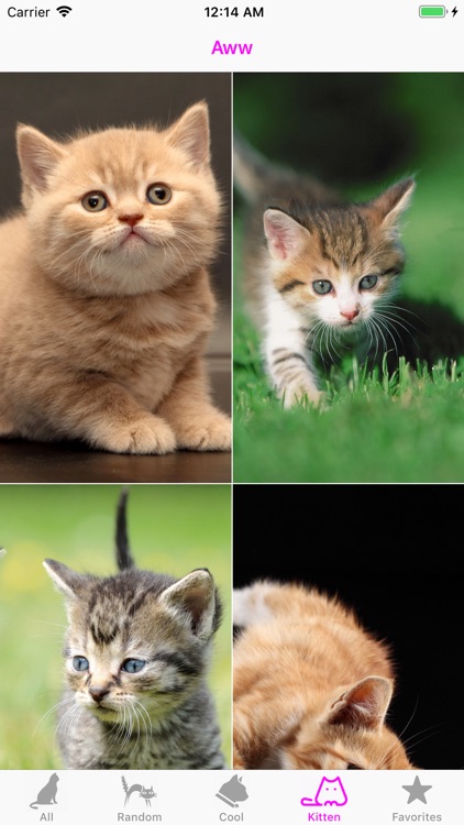 Cat Wallpapers Cute screenshot-3