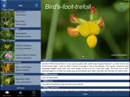 Wild Flower Id British Isles ipad bilder 1
