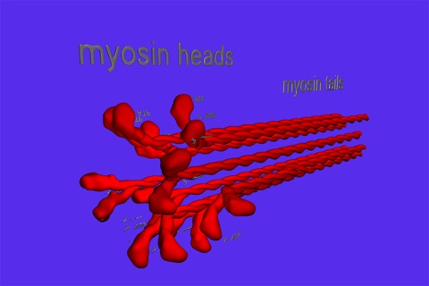 Muscle and Molecular Motors screenshot 2