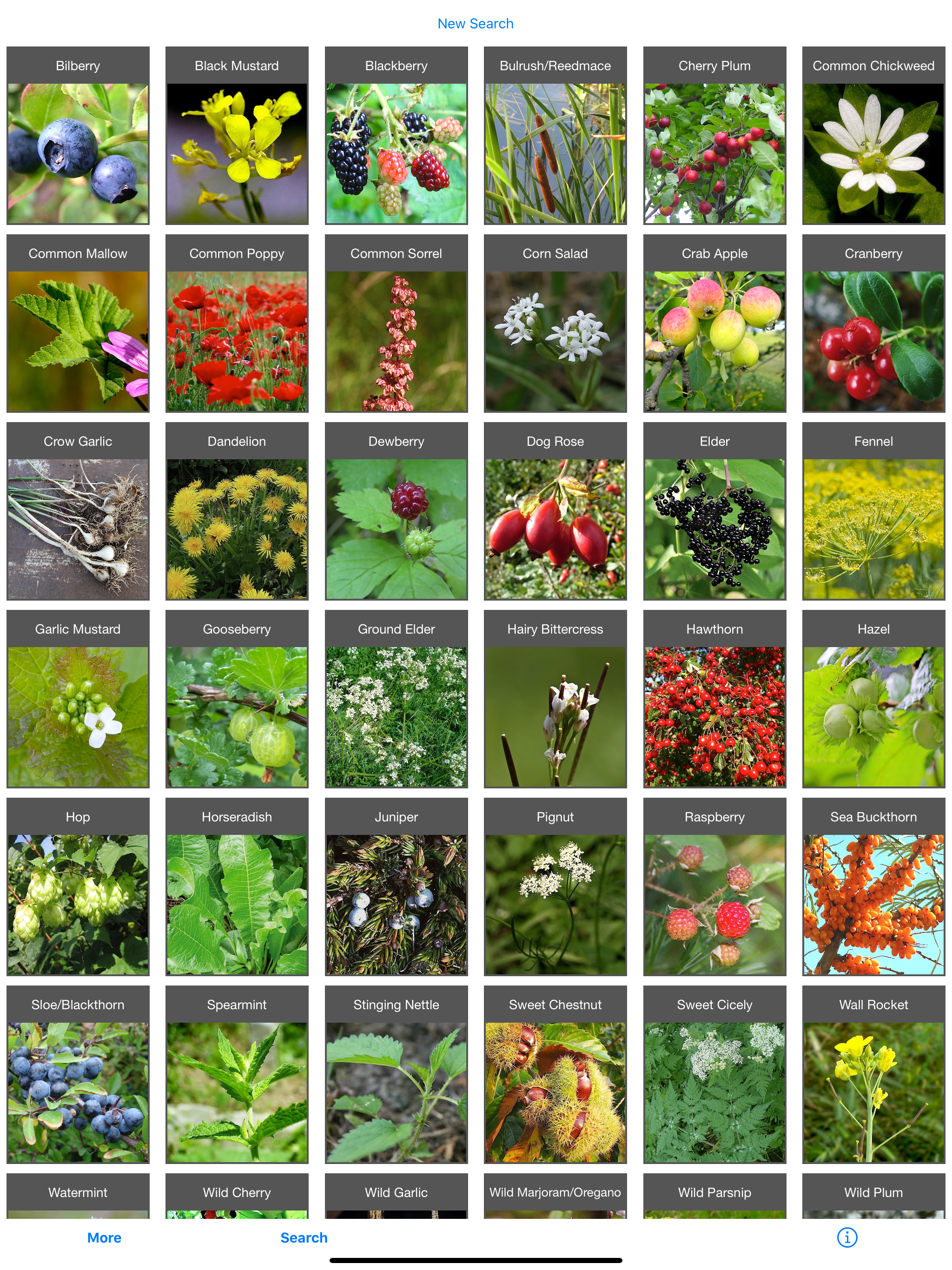 Forage - Wild Free Food