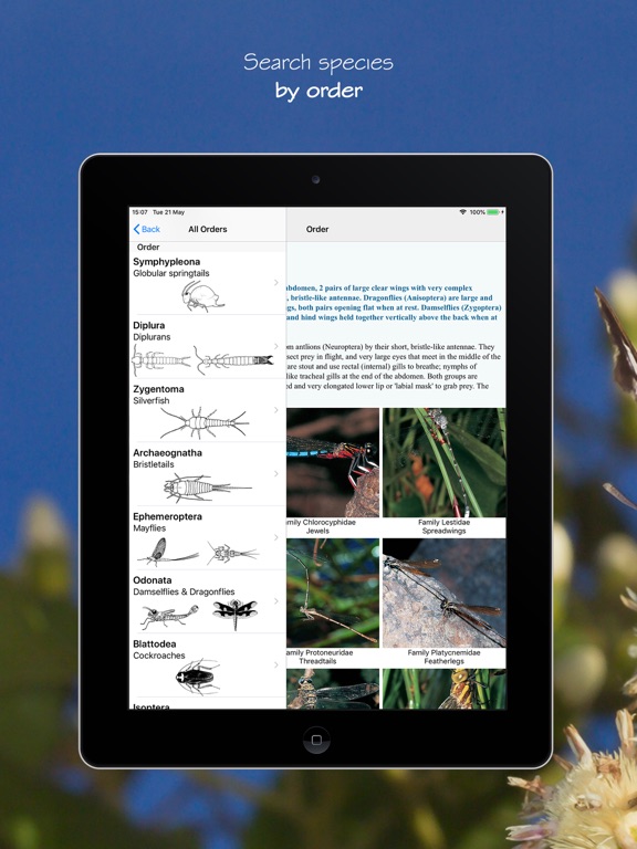 eInsects of South Africa iPad screenshot 4 - Reference app