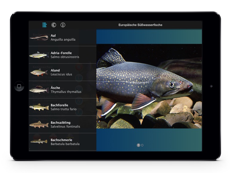 Europäische Süßwasserfische