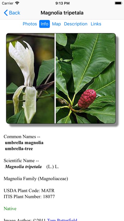 Maryland Wildflowers