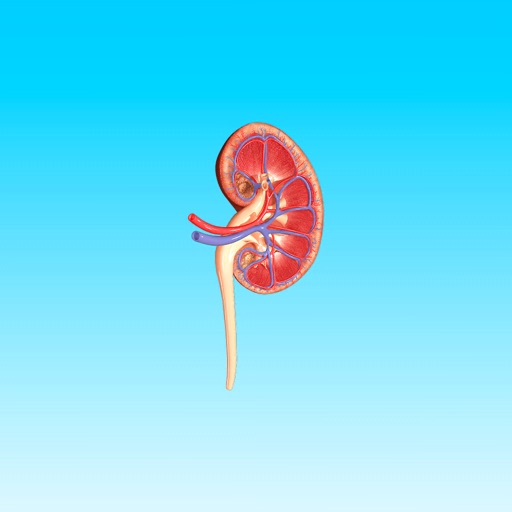 Kidney AR