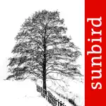 Winter Tree Id - British Isles App Alternatives