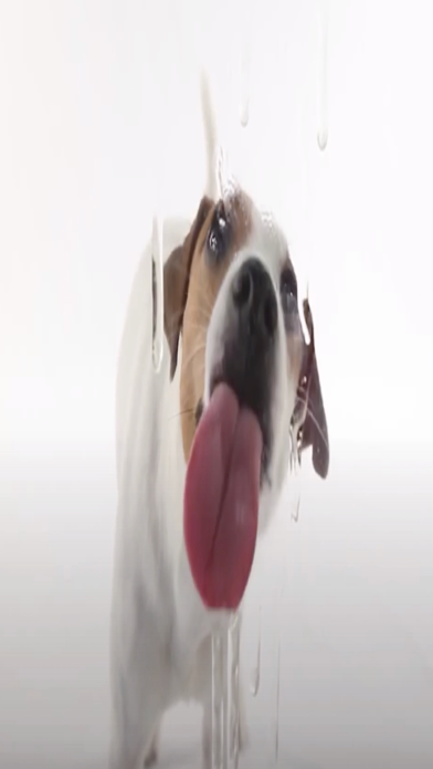 Puppy Screen Cleaner iPhone screenshot 2 - Entertainment app