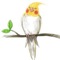 Bird Feature iPhone application just for a entertainment