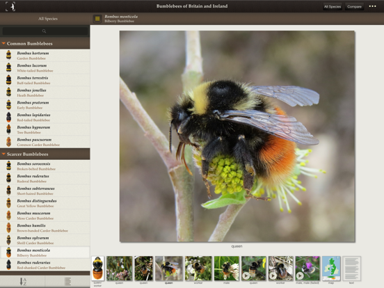 Screenshot #6 pour British & Irish Bumblebees