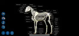 Game screenshot Horse Anatomy: Equine 3D mod apk