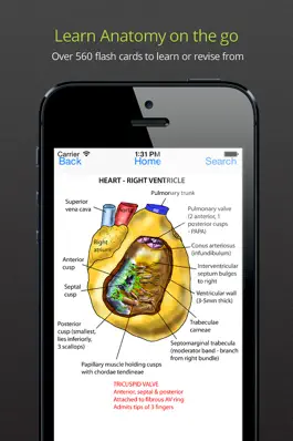 Game screenshot Instant Anatomy Anthology apk