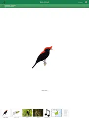 birds of brazil ipad resimleri 1