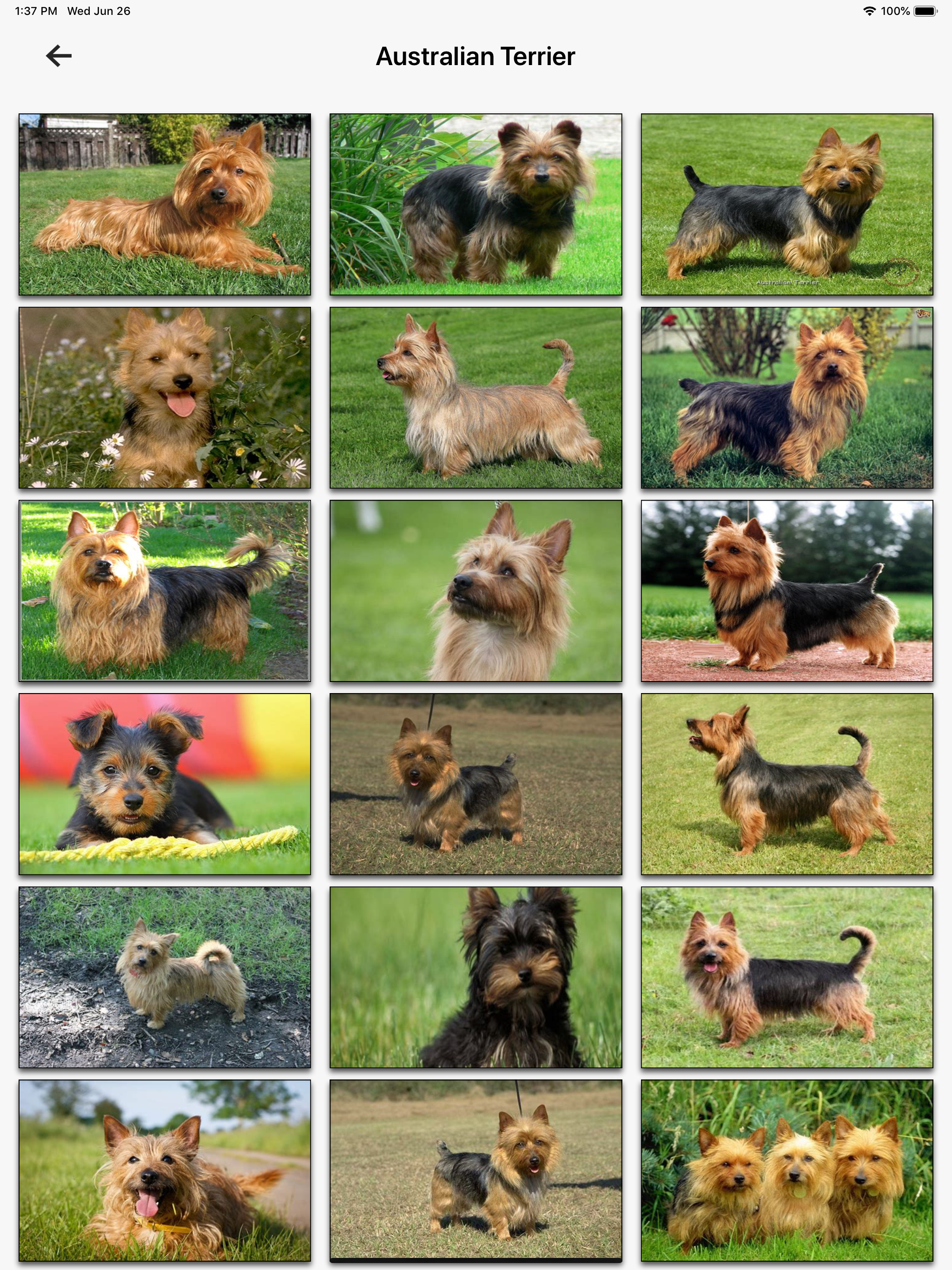 Dog Breeds HD Wallpapers