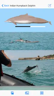 dolphins and whales iphone images 3