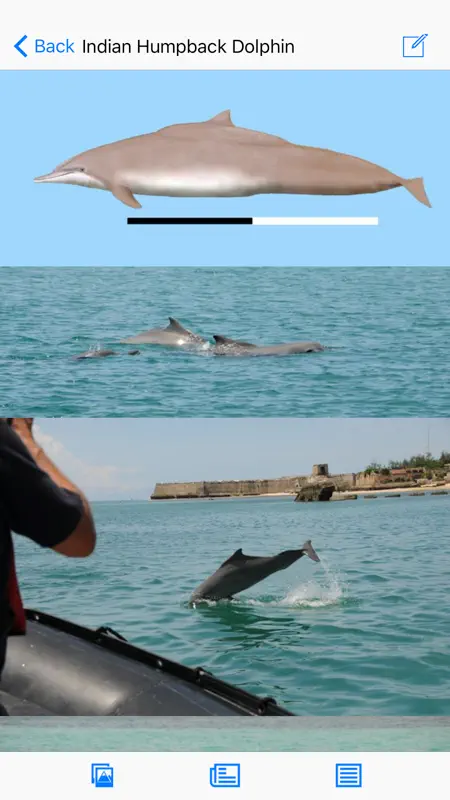Dolphins and Whales screenshot 3 of 5
