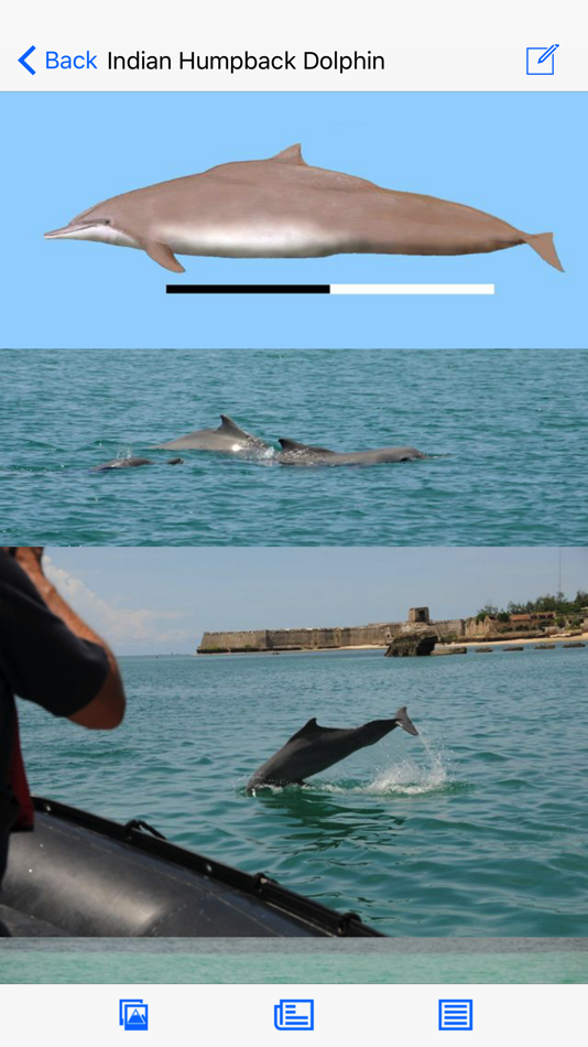 #3. Dolphins and Whales (iOS) بواسطة: mydigitalearth.com