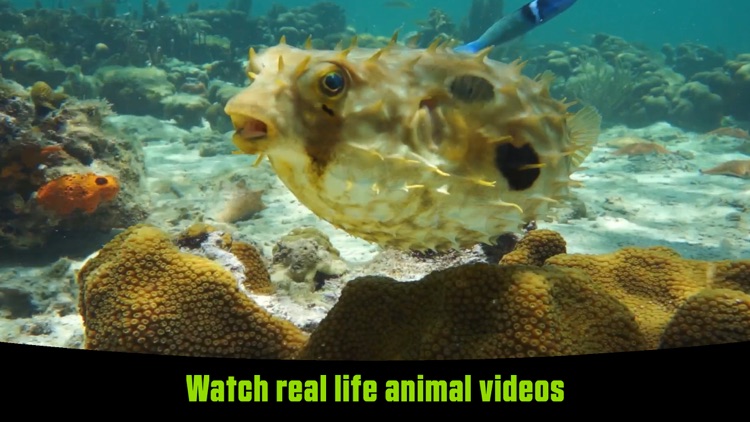 Unbox Animals screenshot-3