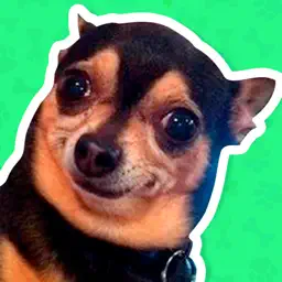 Best Dog Stickers for WhatsApp app icon