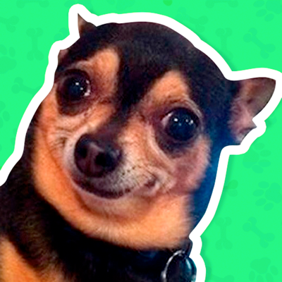 Best Dog Stickers for WhatsApp