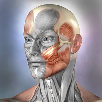 Muscle & Bone Anatomy 3D Cheats
