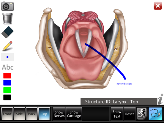 Larynx ID iPad app afbeelding 5