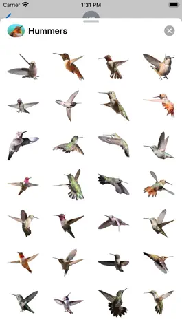 Game screenshot Hummingbird Sticker Pack apk