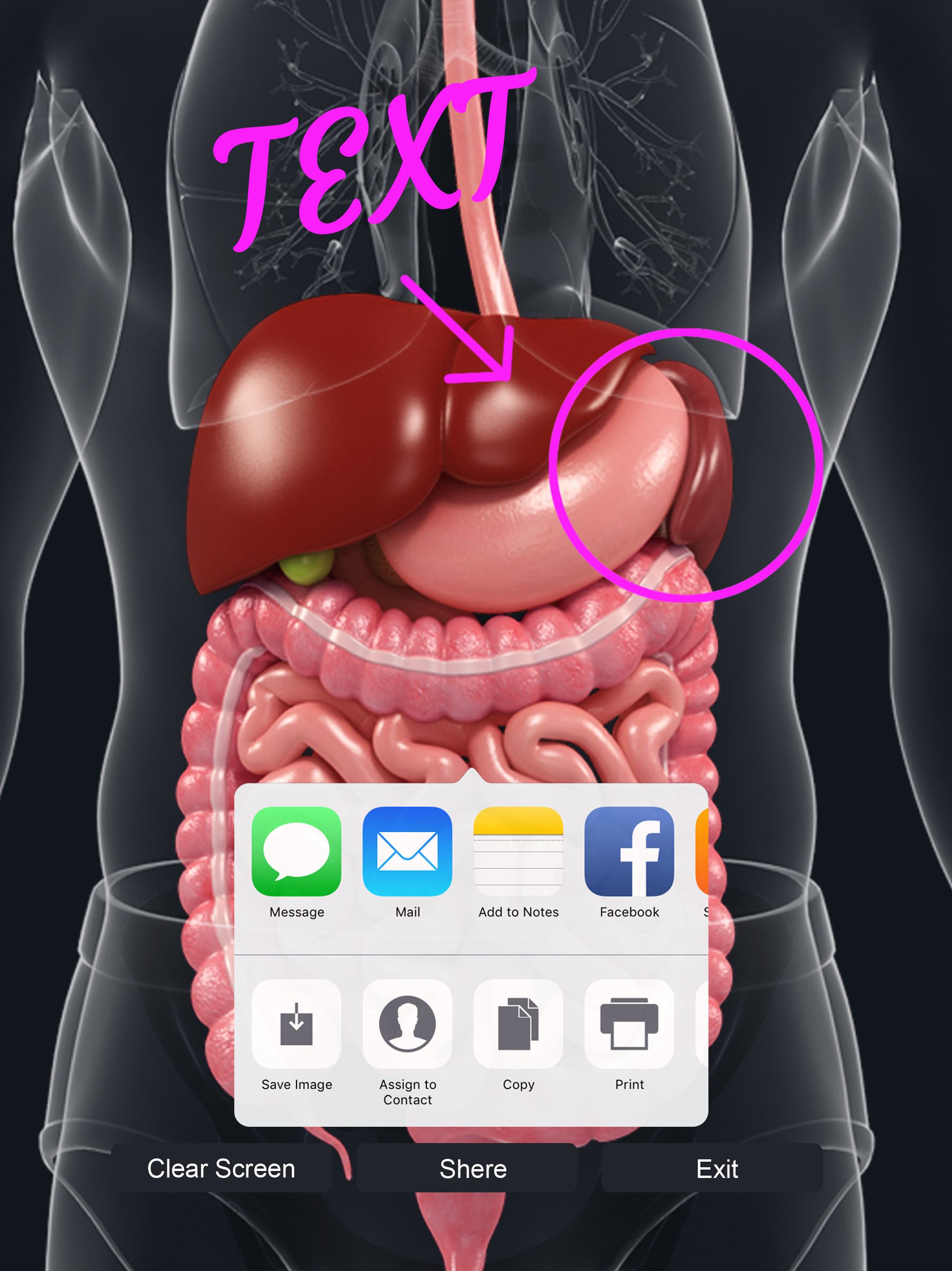 My Digestive System Anatomy