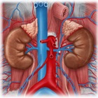 Urinary System Medical Terms
