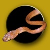 Australian Snake ID