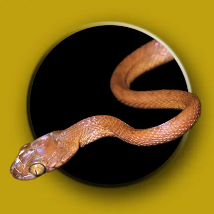 Australian Snake ID Cheats
