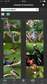 Animals of Costa Rica screenshot