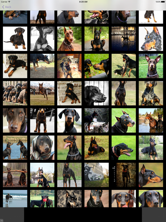 Dog's Family iPad screenshot 4 - Photo & Video app