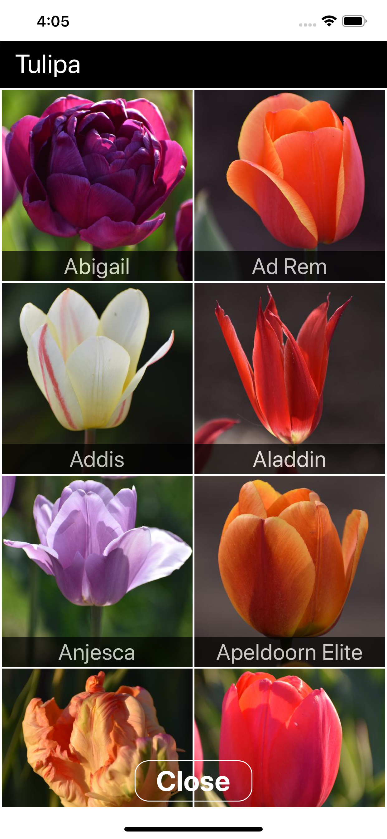 Spring Bulbs
