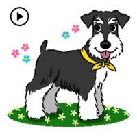 Animated Miniature Schnauzer app icon - Stickers app for iPhone