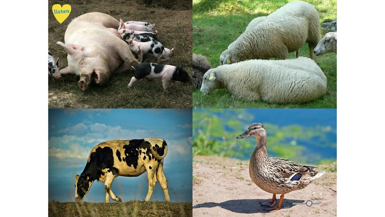 ABCListen screenshot-7