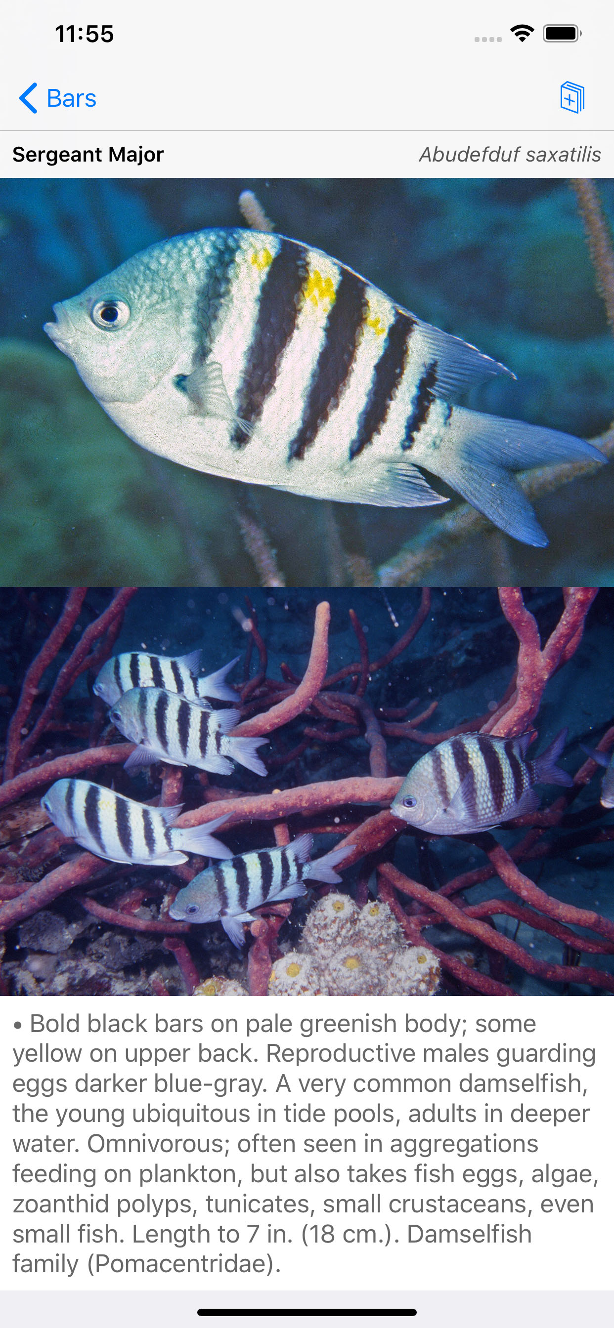Easy Fish ID Caribbean
