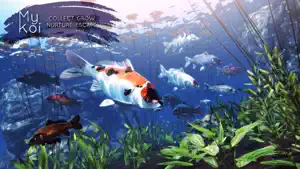My Koi screenshot 1