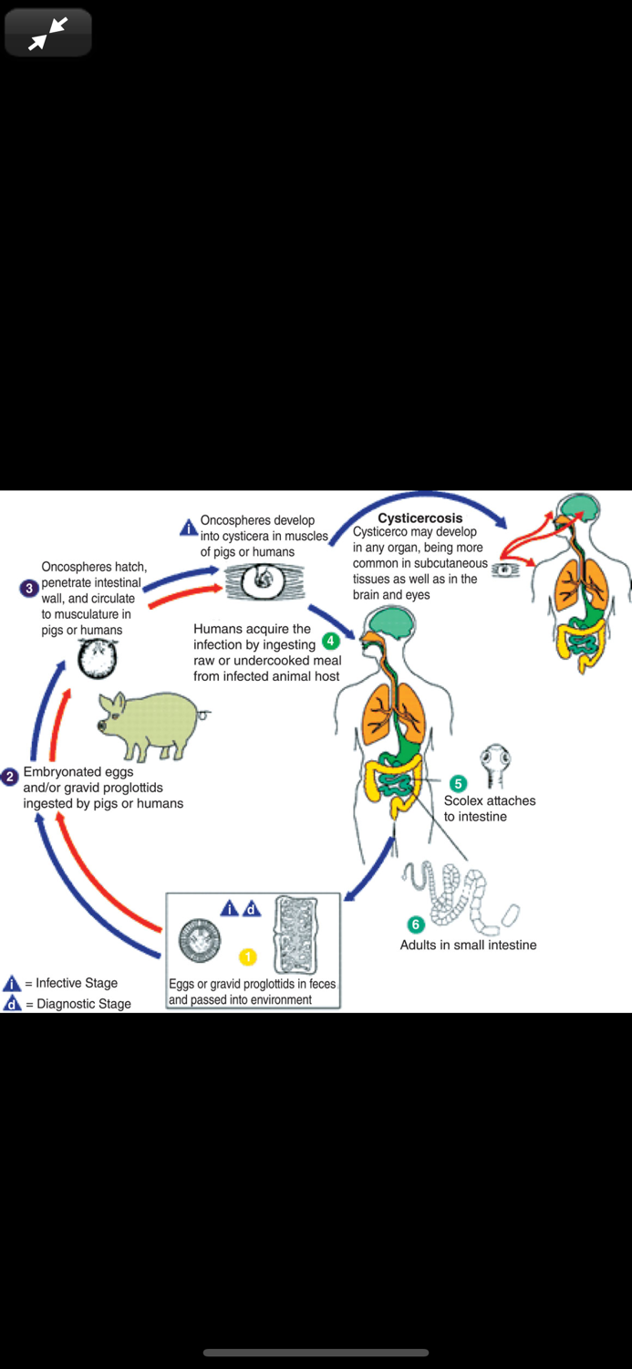 Atlas of Pediatric ER Med 3-E