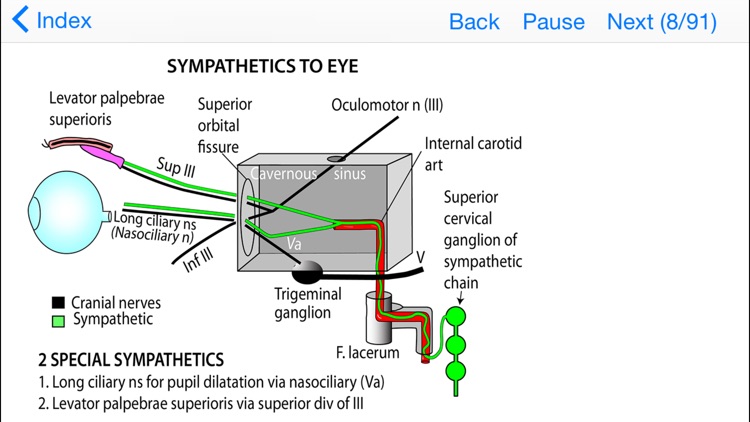 Anatomy Topics in Focus