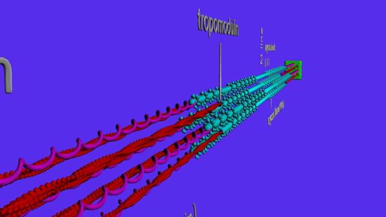 Muscle and Molecular Motors