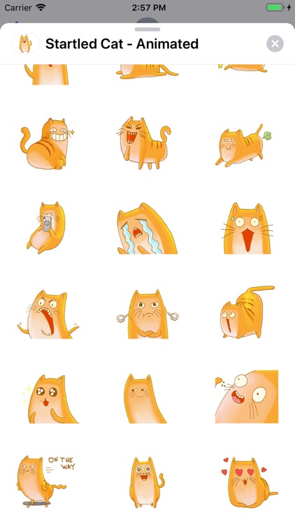 Startled Cat - Animated