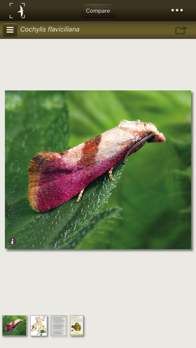 Moths of Britain & Irelandのおすすめ画像1