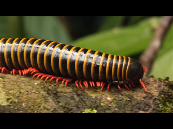 Video Touch - Insecten iPad app afbeelding 2